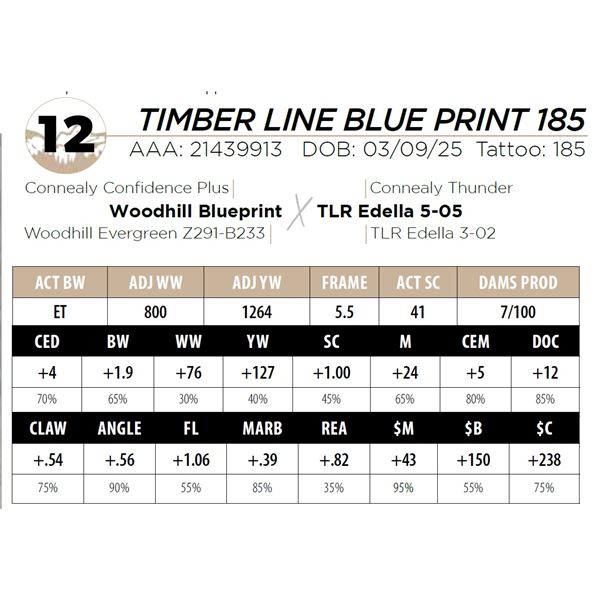 TIMBER LINE BLUE PRINT 185