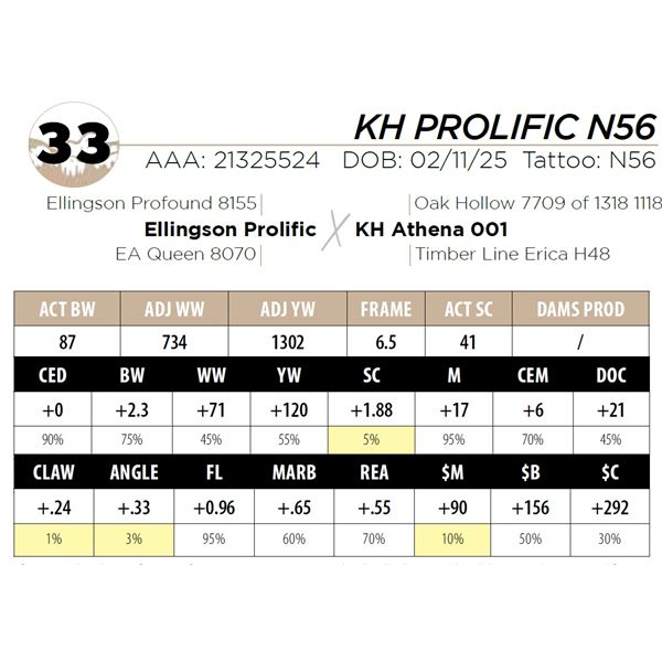 KH PROLIFIC N56
