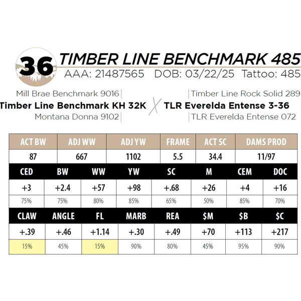 TIMBER LINE BENCHMARK 485