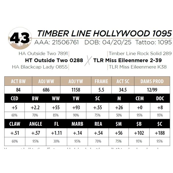 TIMBER LINE HOLLYWOOD 1095