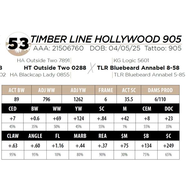 TIMBER LINE HOLLYWOOD 905
