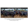 Image 1 : 5 commercial heifers