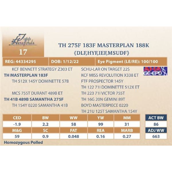 TH 275F 183F MASTERPLAN 188K