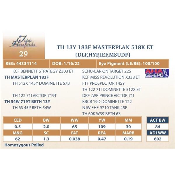 TH 13Y 183F MASTERPLAN 518K ET