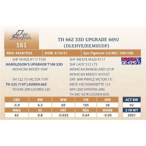 TH 66Z 33D UPGRADE 669J