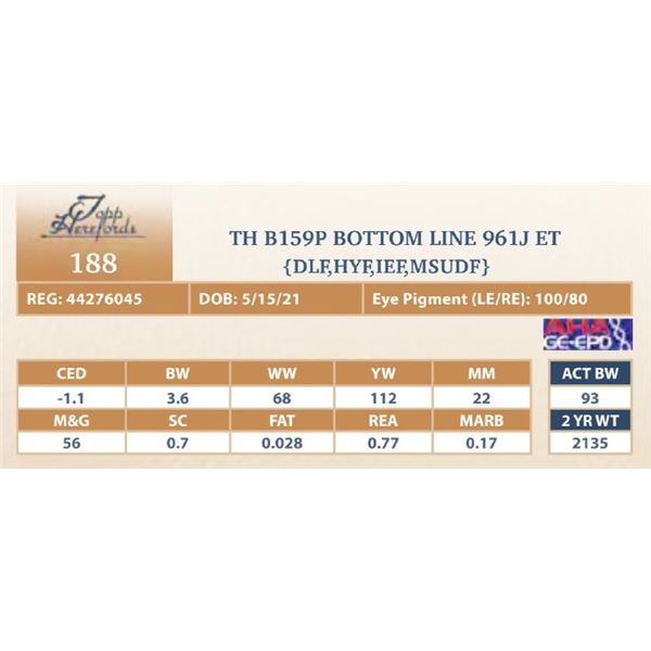 TH B159P BOTTOM LINE 961J ET