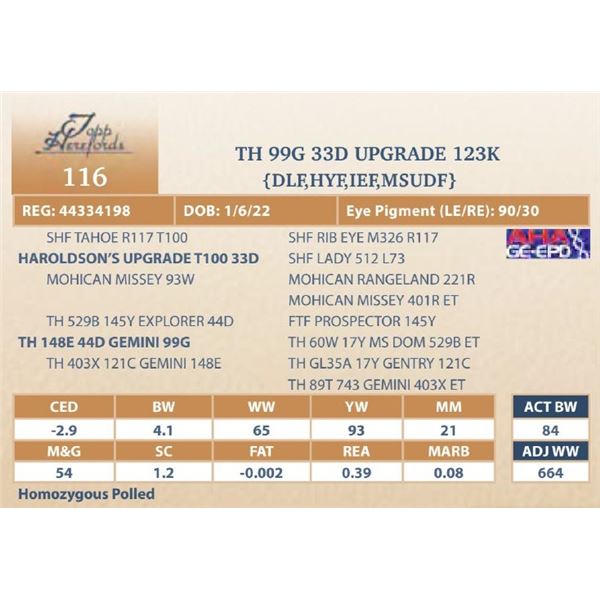 TH 99G 33D UPGRADE 123K