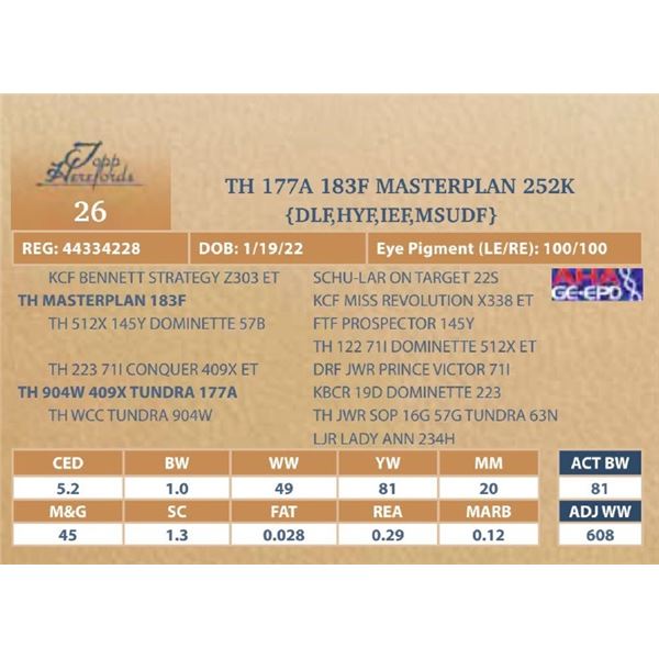 TH 177A 183F MASTERPLAN 252K