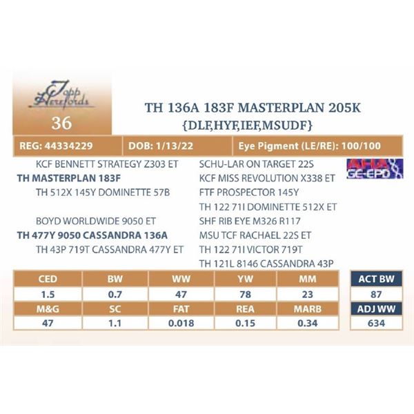 TH 136A 183F MASTERPLAN 205K
