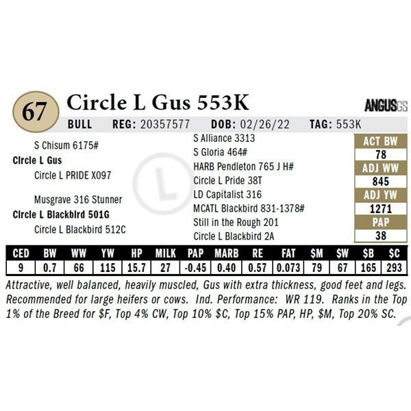 Circle L Gus 553K