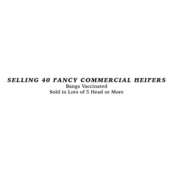 40 Commercial Heifers