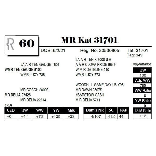 MR Kat 31701