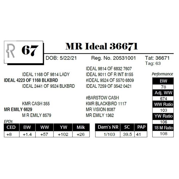 MR Ideal 36671