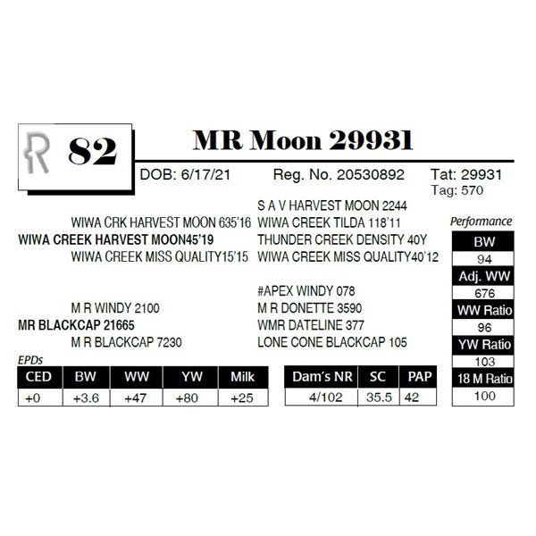 MR Moon 29931