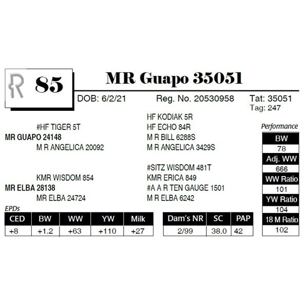 MR Guapo 35051