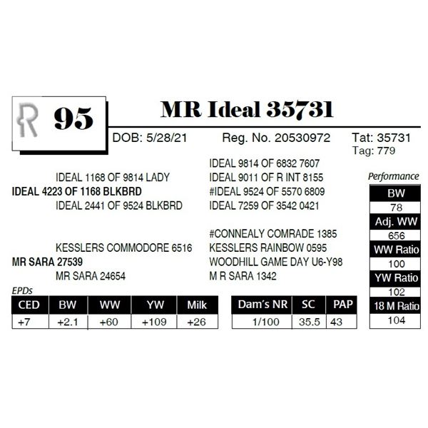 MR Ideal 35731