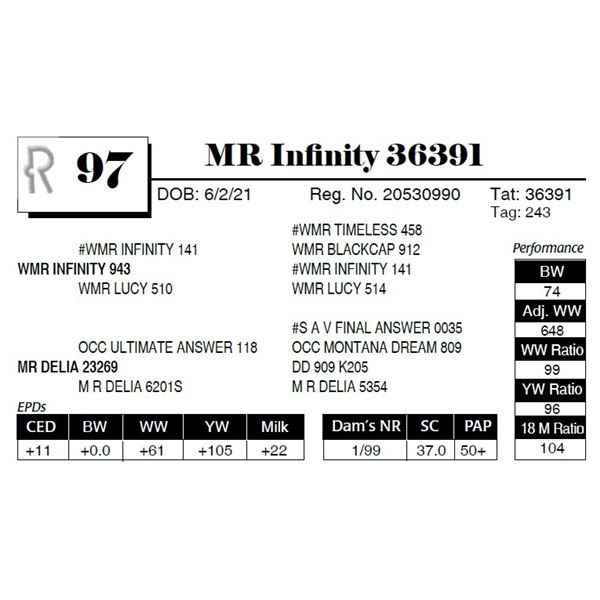 MR Infinity 36391