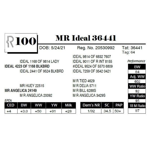 MR Ideal 36441
