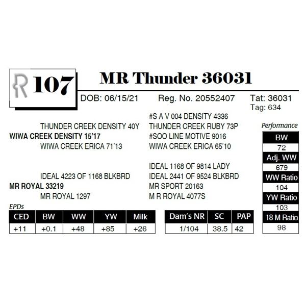 MR Thunder 36031