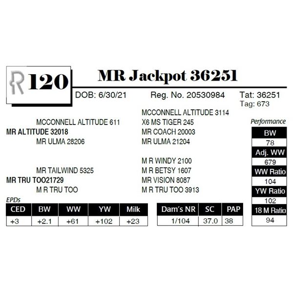 MR Jackpot 36251