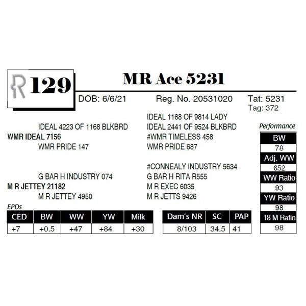 MR Ace 5231