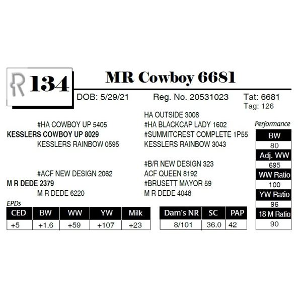 MR Cowboy 6681