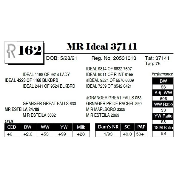 MR Ideal 37141