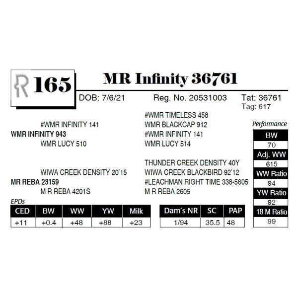 MR Infinity 36761