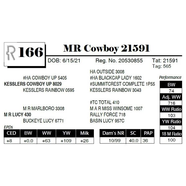 MR Cowboy 21591