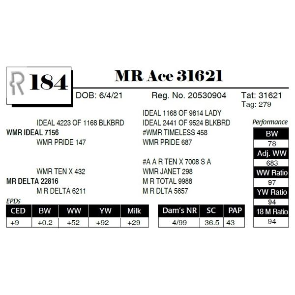 MR Ace 31621