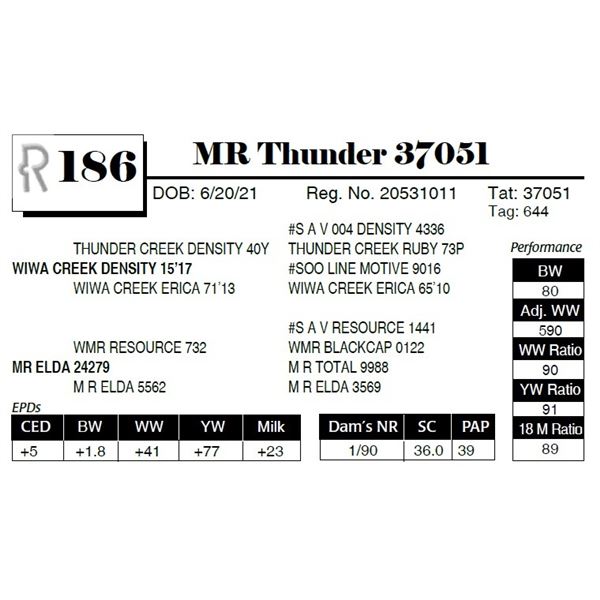 MR Thunder 37051