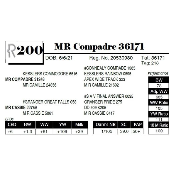 MR Compadre 36171