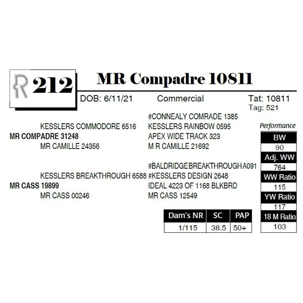 MR Compadre 10811