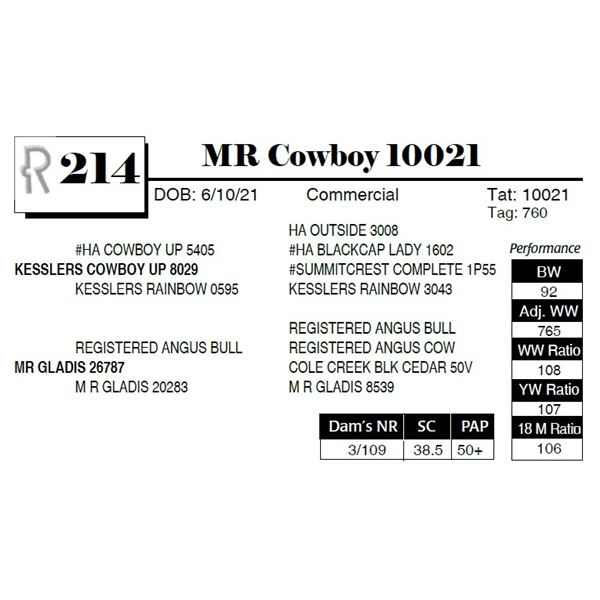 MR Cowboy 10021