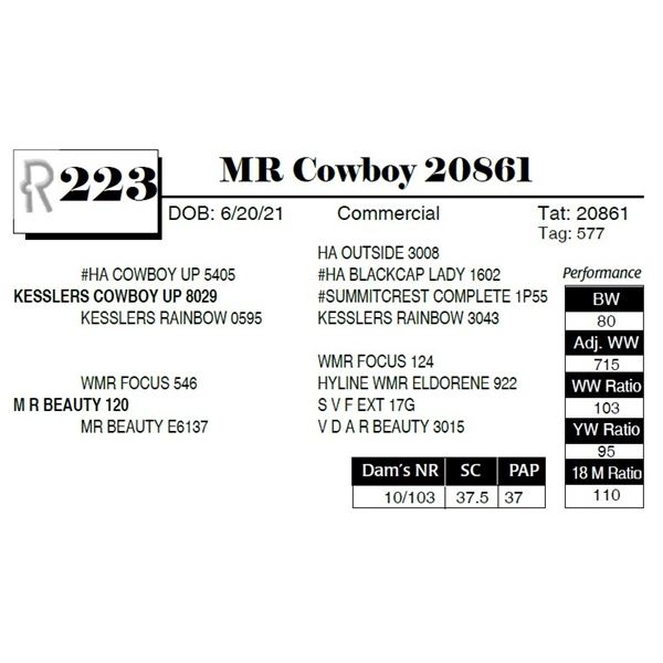 MR Cowboy 20861