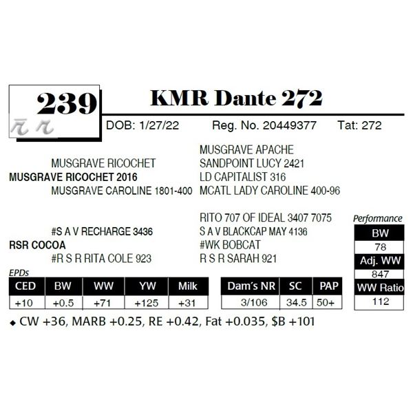 KMR Dante 272