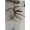 Image 5 : 4 Assorted Animal Horn Shed