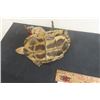 Image 8 : Fantastic Folk Art Frog laying Guitar on a Turtles Back