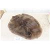 Image 1 : Tanned Beaver Hide 22"×28"