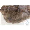 Image 4 : Tanned Beaver Hide 22"×28"