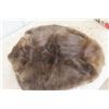 Image 5 : Tanned Beaver Hide 22"×28"
