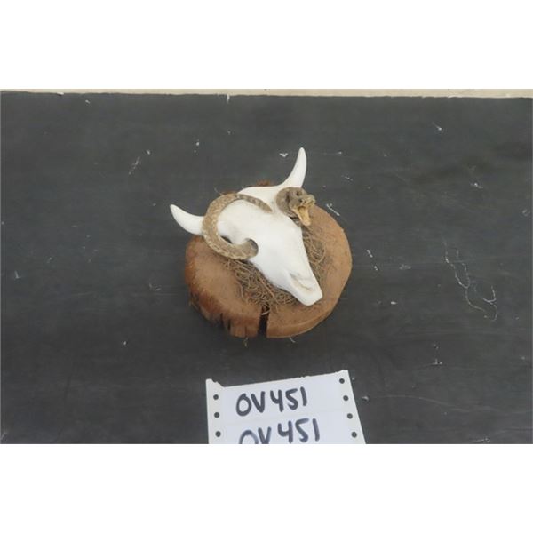 Bone Carved Cow Skull with Mounted Baby Rattlesnake