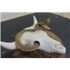 Image 5 : Bone Carved Cow Skull with Mounted Baby Rattlesnake