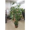 Image 1 : Very Large Fake Orange Tree - Over 7' Tall 