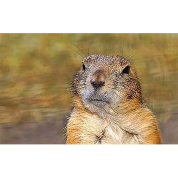 Prairie Dog Shoot