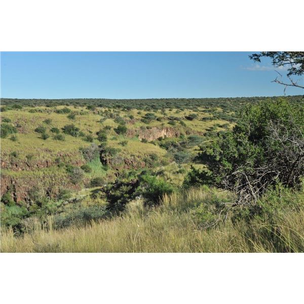 Karoo Buffalo and Plains Game Hunt