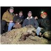 Image 3 : Texas Panhandle Pig Hunt with Thermal Scoped Rifles