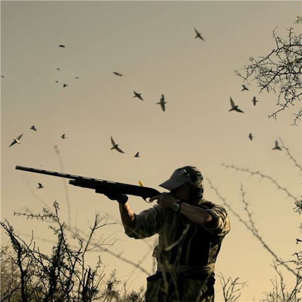 Argentina Dove Hunt