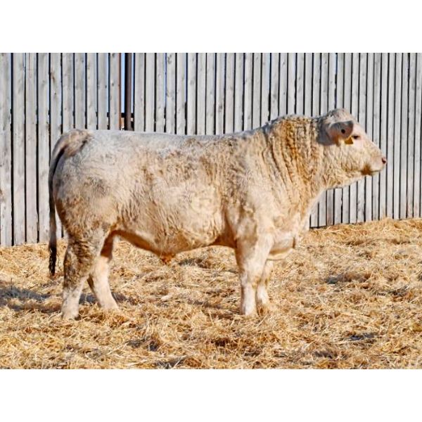 RAWES SIR DALLAS 84J