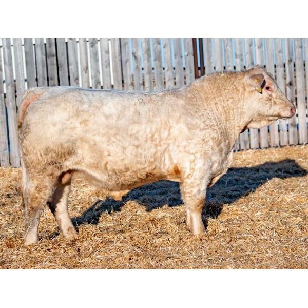 RAWES WESTERNER 290J